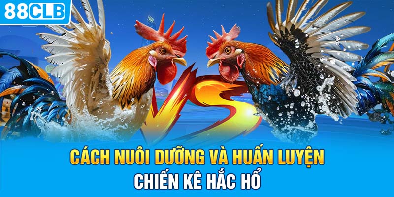 Cách nuôi dưỡng và huấn luyện chiến kê hắc hổ