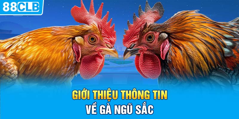 Giới thiệu thông tin về gà ngũ sắc